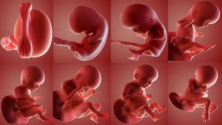 مراحل تكوين الجنين للشهر الثالث