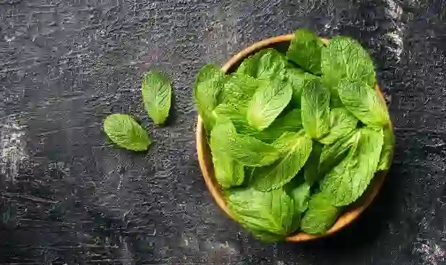 النعناع للحامل