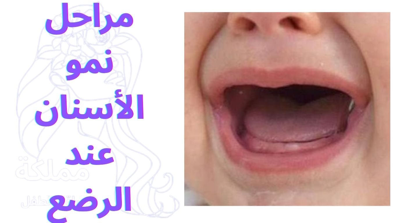 مراحل نمو الأسنان عند الرضع