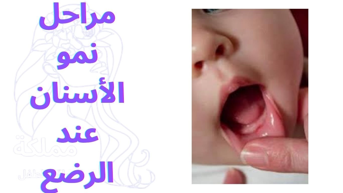 مراحل نمو الأسنان عند الرضع