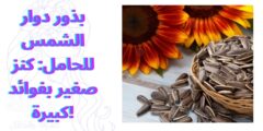 بذور دوار الشمس للحامل: كنز صغير بفوائد كبيرة!